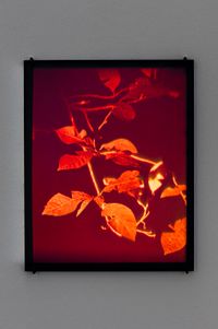 Hologram (Cut leaves) by Daniel Steegmann Mangrané contemporary artwork sculpture