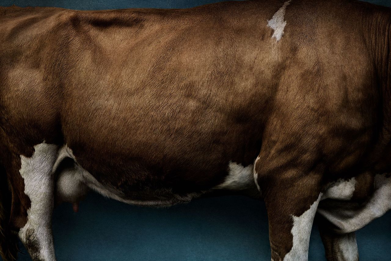 Mario Testino's Art For Sale, Exhibitions & Biography | Ocula Artist