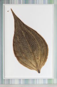 Herbarium Amazonas by Christoph Keller contemporary artwork painting, print
