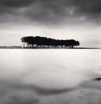 Pine Trees, Study 4, Wolcheon, Gangwondo, South Korea by Michael Kenna contemporary artwork photography