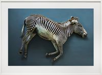Zebra (Equus grevyi), Leibniz IZW, Berlin by Thomas Struth contemporary artwork print
