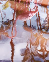 Flamingo Reflection by Anastasia Samoylova contemporary artwork photography