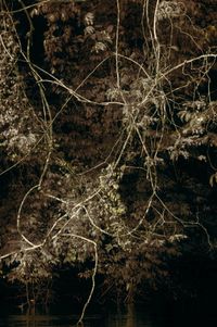 Vines #6 by Léonard Pongo contemporary artwork photography