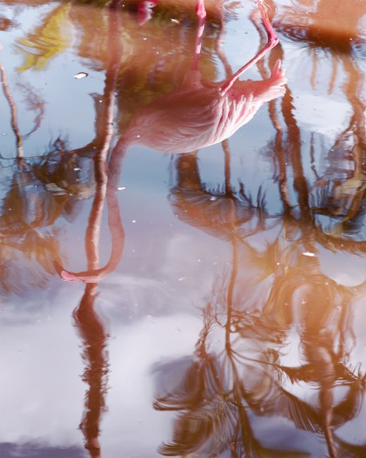 Flamingo Reflection by Anastasia Samoylova contemporary artwork