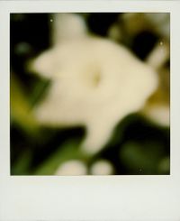 Untitled (Lilly) by Walter Schels contemporary artwork photography