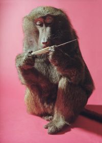 Chimp by Heji Shin contemporary artwork photography