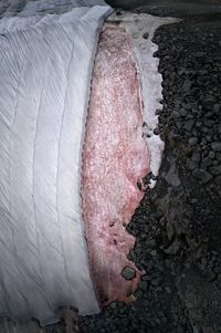 Presena Gletscher, Blutschnee #7 by Thomas Wrede contemporary artwork print