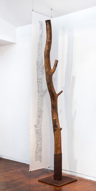 Black wattle tree trunk from Sawpit camp with suspended drawing by John Wolseley contemporary artwork
