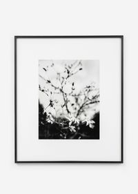 Magnolia - Le Buisson, mars by Jean-Luc Moulène contemporary artwork photography