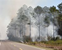 Controlled Burn on a County Road, North Florida by Anastasia Samoylova contemporary artwork print