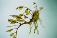 Leaves swim (SHI/F 011) by Shimabuku contemporary artwork photography, print