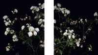 The Rose Gardens (display: III / white) (II & III) by Sarah Jones contemporary artwork photography