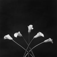 Calla Lillies by Robert Mapplethorpe contemporary artwork photography