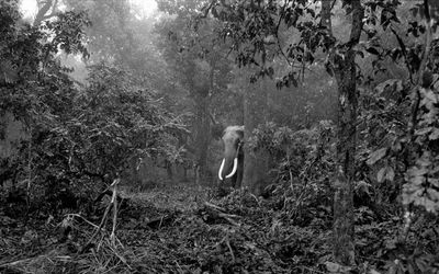 Palani Mohan, A tusker emerges one morning at our camp site. Nepal (2008). Archival pigment prints, edition of 8. Courtesy Blue Lotus Gallery, Hong Kong.
