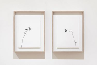 Exhibition view: Peter Mathis, Flora Alpina, Galerie Albrecht, Berlin (27 January–2 March 2024). Courtesy Galerie Albrecht.
