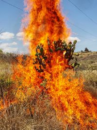 Burning Bush, Oaxaca de Juárez by Pieter Hugo contemporary artwork photography