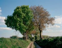 Entwined—Trees in the middle of a former trench at the Battle of the Marne by Tomoko Yoneda contemporary artwork photography