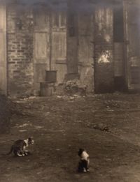 Courtyard with Cats by Arnold Genthe contemporary artwork photography