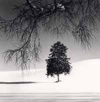 Norway Spruce Tree, Hokkaido, Japan by Michael Kenna contemporary artwork photography