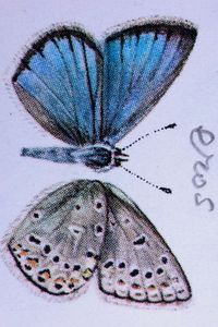 Eros, from Nabokov’s copy of W.J. Holland, The Butterfly Book, I by Fiona Pardington contemporary artwork print