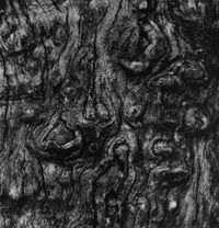 Apple Tree, Millerton by Aaron Siskind contemporary artwork photography