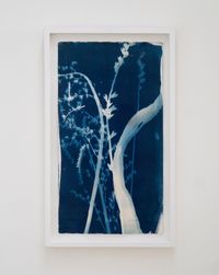 Cyanotype #2 by Perla Krauze contemporary artwork photography, print
