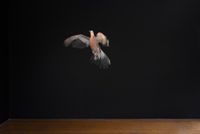Pigeon by Mikala Dwyer contemporary artwork moving image