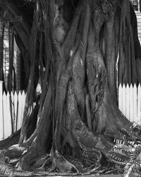 Banyan Tree, Key West by Anastasia Samoylova contemporary artwork print