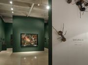 Last days to see 'Naturalia,' an homage to natural history, at Paul Kasmin Gallery