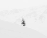 Lone Tree and Cliffs, Engadine by Jeffrey Conley contemporary artwork photography