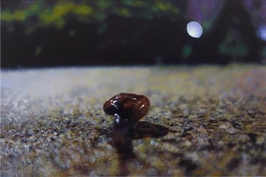 Huang Chia-Ning, Little Snail, 2016, Oil on canvas, 138x210 cm