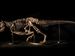 Christie’s Brings T-Rex Skeleton to Hong Kong Art Auctions