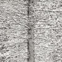 Trees and Snow Mosaic by Jeffrey Conley contemporary artwork photography