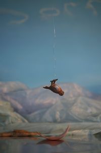 Sparrow Falling (mountain) by Elaine Campaner contemporary artwork photography