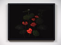 Nasturtium flowers, Omiha by Greta Anderson contemporary artwork print