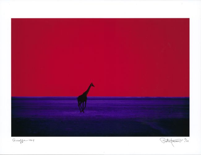 Giraffe by Pete Turner contemporary artwork
