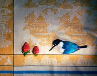 Kingfisher with strawberries by Marian Drew contemporary artwork photography