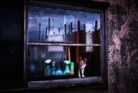 Seaside Cat by Yasuhiro Ogawa contemporary artwork photography, print