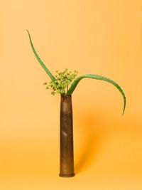 The Kept Woman, Aloe (Aloe sp.) by Ann Shelton contemporary artwork photography