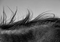A horse’s mane blows in cold winds. Northwest Mongolia by Palani Mohan contemporary artwork photography, print