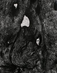 Olive Tree, Corfu 500 by Aaron Siskind contemporary artwork photography