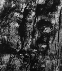 Apple Tree, Millerton 7 by Aaron Siskind contemporary artwork photography