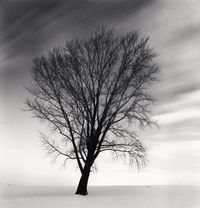 Philophoser’s Tree, Study 2, Biei, Hokkaido by Michael Kenna contemporary artwork photography