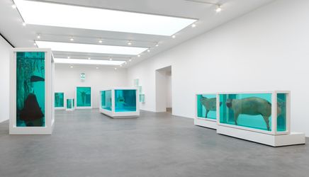 Exhibition view: Damien Hirst, Natural History, Gagosian, Britannia Street, London (10 March–14 April 2022). © Damien Hirst and Science Ltd. All rights reserved, DACS 2022. Courtesy Gagosian. Photo: Prudence Cuming Associates Ltd..