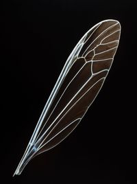 Baby Wings # 4 by Angelika Krinzinger contemporary artwork photography