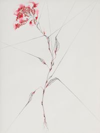 Jasminum Scandens by Grace Schwindt contemporary artwork painting, works on paper, drawing