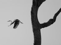 The garca moura, or Cocoi heron, Pantanal, Mato Grosso do Sul, Brazil by Sebastião Salgado contemporary artwork photography