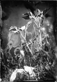 Datura by Joyce Campbell contemporary artwork photography