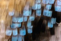 Lycaeides Melissa wing scales, 2 by Fiona Pardington contemporary artwork photography