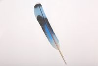Kotare Tail Feather by Neil Dawson contemporary artwork painting, sculpture